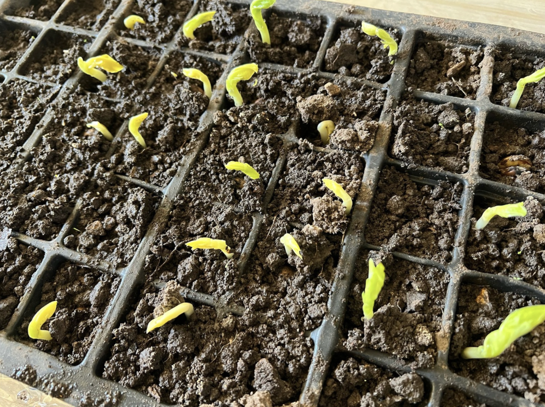Spent grain being prepared for soil trials